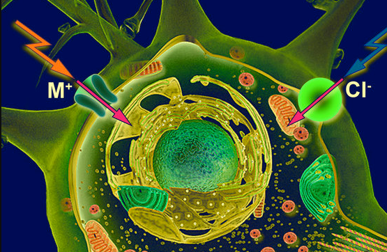 Cell Biophysics